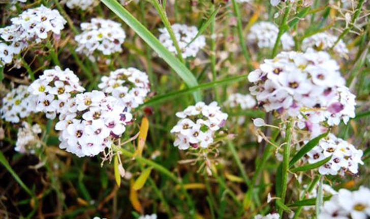 Lobularia maritima ((L.) Desv., 1815)