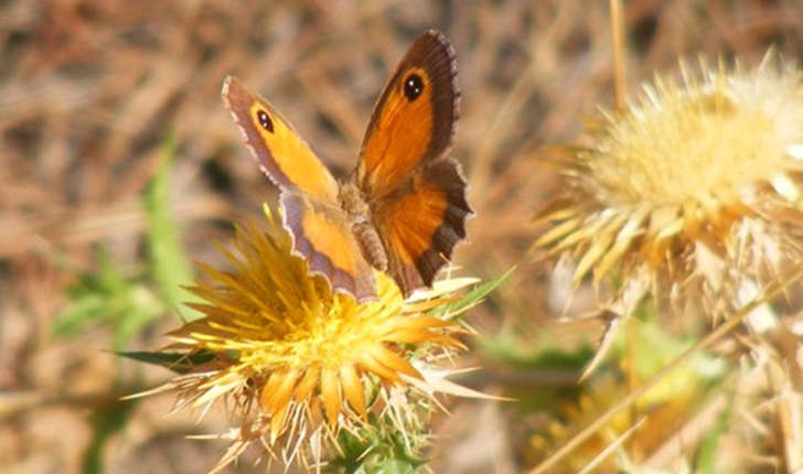 Pyronia tithonus (Linné, 1771)