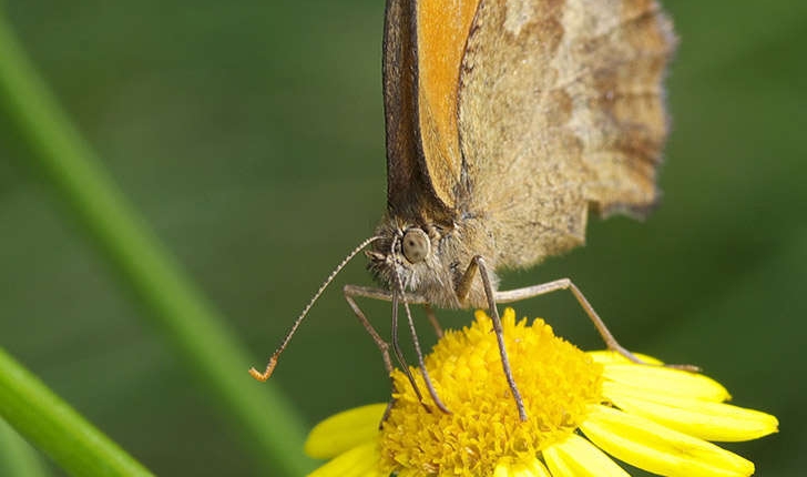 Pyronia tithonus (Linné, 1771)