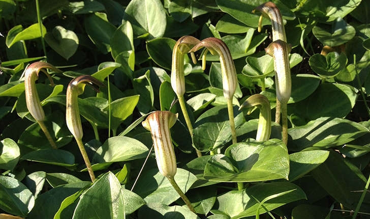 Arisarum vulgare (O.Targ. Tozz, 1810)