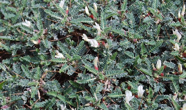 Astragalus tragacantha (Linné, 1758)  