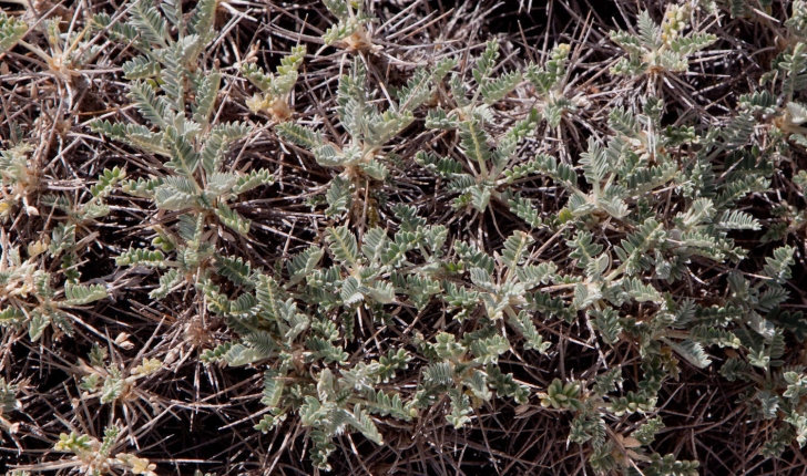 Astragalus tragacantha (Linné, 1758)  