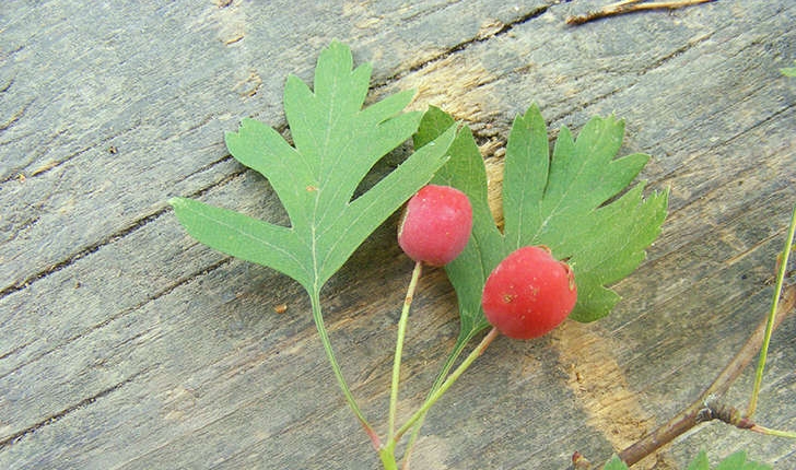 Crataegus sp (L. 1753)