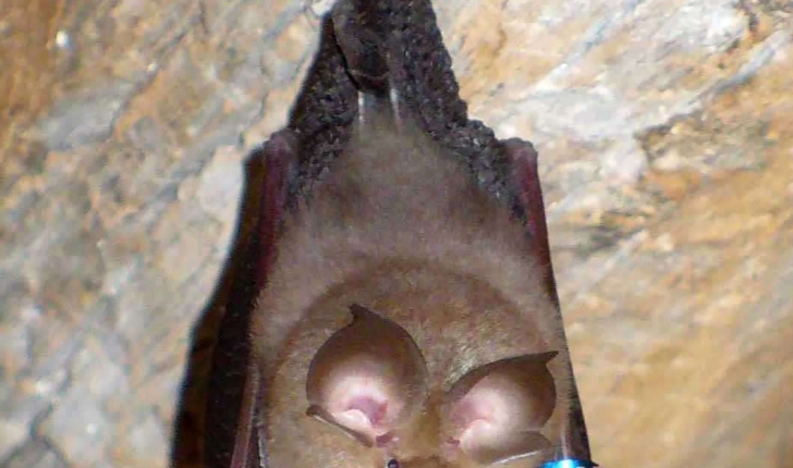 Petit rhinolophe - Rhinolophus hipposideros