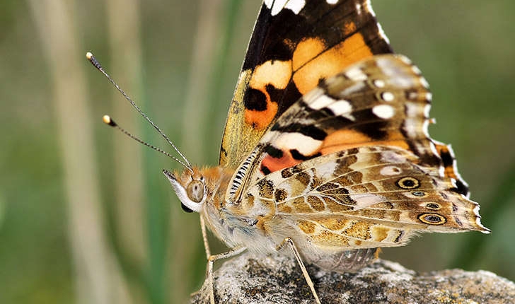 Vanessa cardui (Linné, 1758)