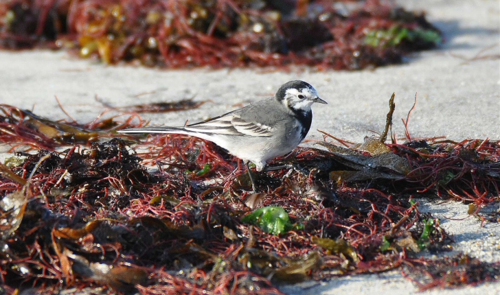 Motacilla alba (Linné, 1758)