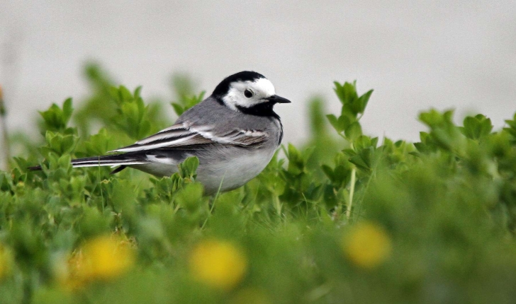 Motacilla alba (Linné, 1758)