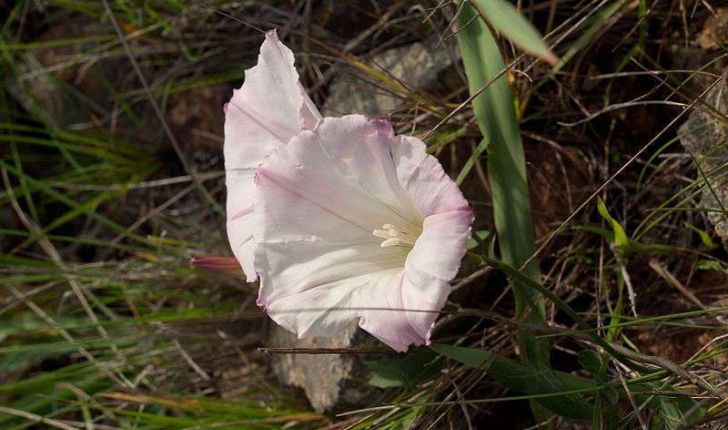 Convolvulus sp (L., 1753)