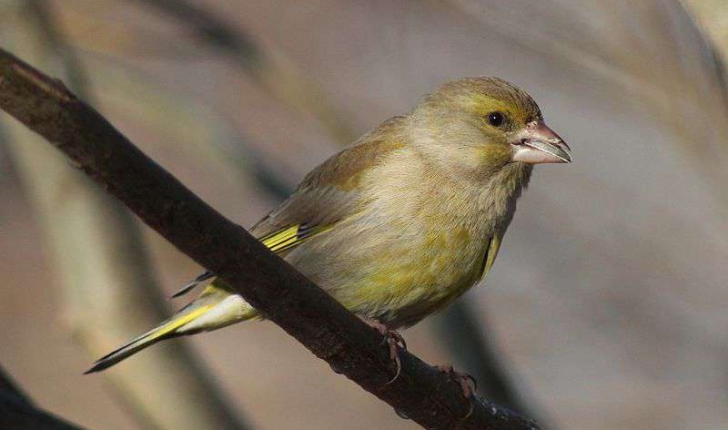 Carduelis chloris (Linné, 1758)