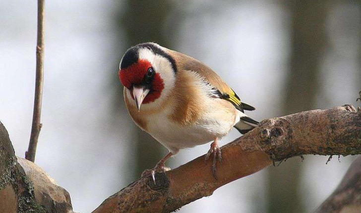 Carduelis carduelis (Linné, 1758)