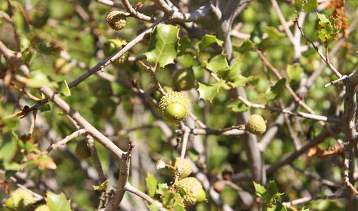 Quercus coccifera (Linné, 1753)