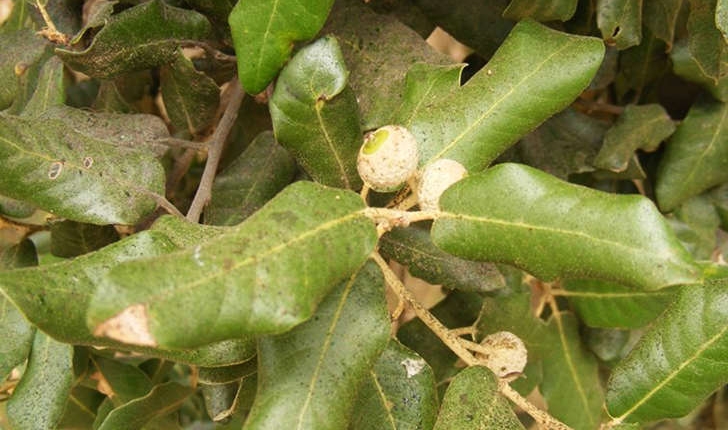 Quercus ilex (Linné, 1753)