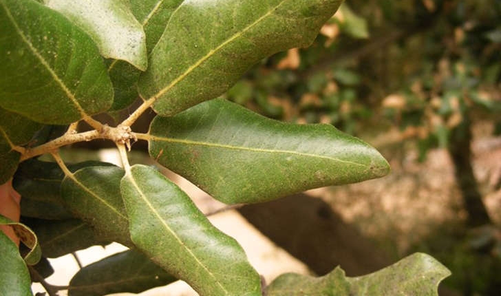 Quercus ilex (Linné, 1753)