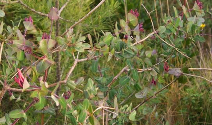 Lonicera implexa (Aiton, 1789)