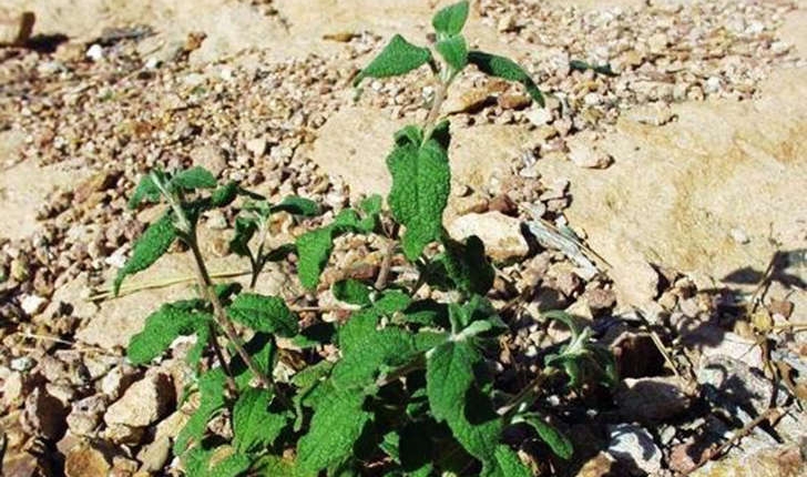 Cistus salviifolius (Linné, 1753)