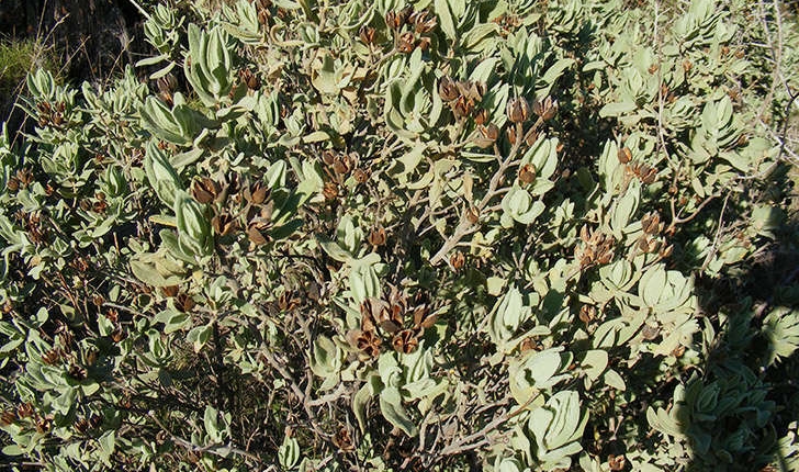 Cistus albidus (Linné, 1758)