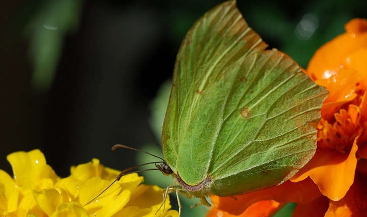 Gonepteryx (Linné, 1767)