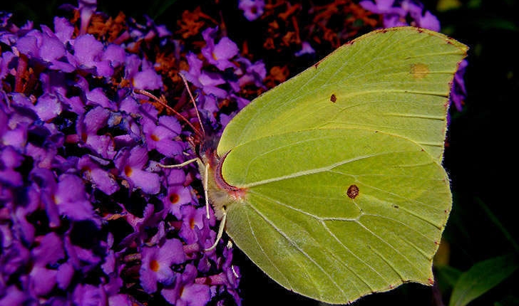 Gonepteryx (Linné, 1767)