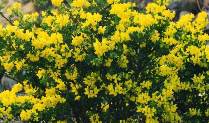 Coronilla sp (L., 1753)