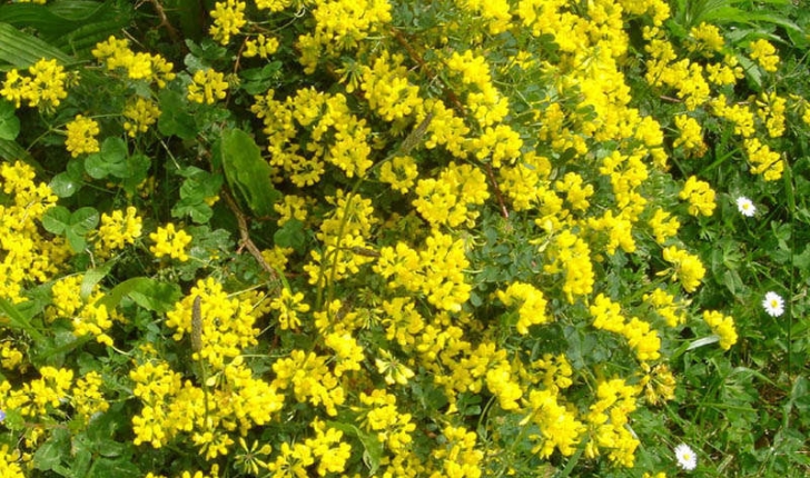 Coronilla sp (L., 1753)