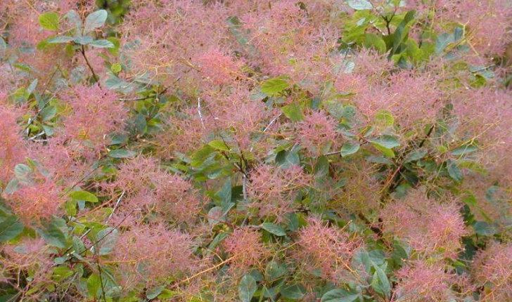 Cotinus coggygria (Scopoli, 1771)