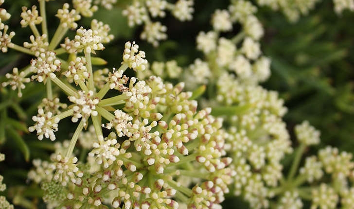 Crithmum maritimum (Linné, 1758) 