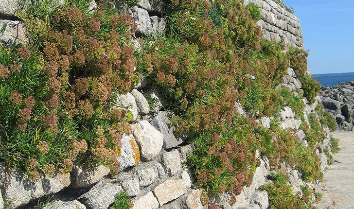 Crithmum maritimum (Linné, 1758) 