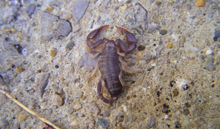 Euscorpius flavicaudis (De Géer, 1778)