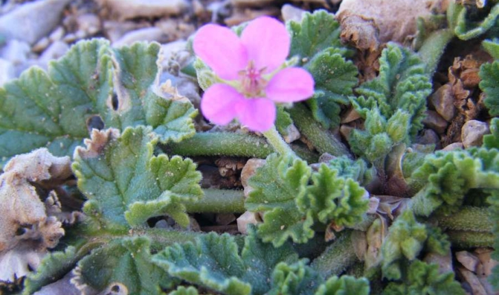 Erodium chium (Willdenow, 1794)