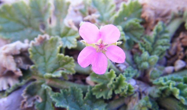 Erodium chium (Willdenow, 1794)