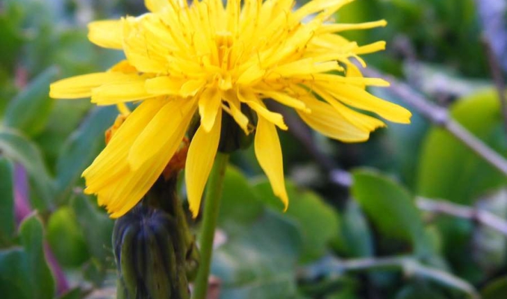 Sonchus tenerrimus (Linné, 1758) 