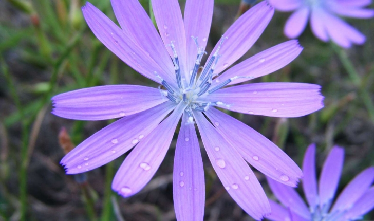 Lactuca perennis (Linné, 1753)