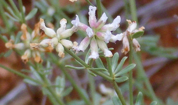 Dorycnium pentaphyllum (Scopoli, 1772)