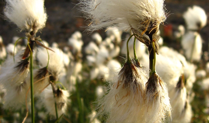 Linaigrette à feuilles étroites - Eriophorum angustifolium