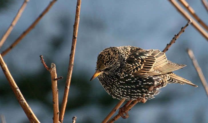 Sturnus vulgaris (Linné, 1767)