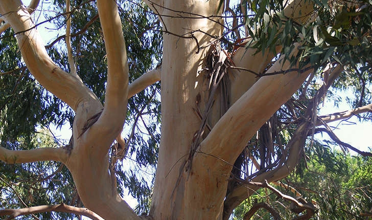 Corymbia sp