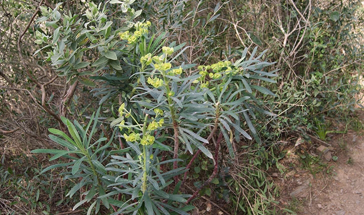 Euphorbia characias (Linné, 1753)