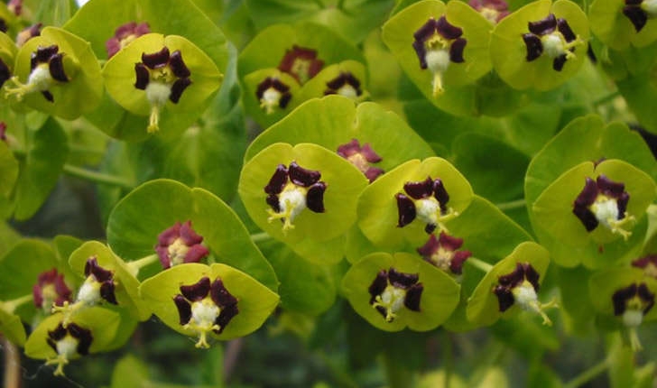 Euphorbia characias (Linné, 1753)