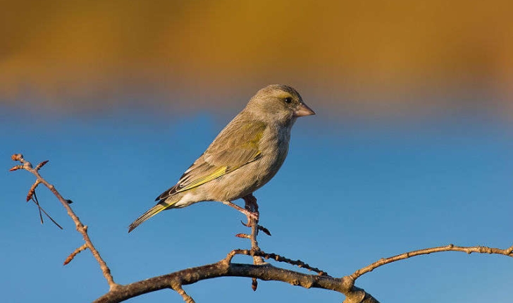 Carduelis chloris (Linné, 1758)