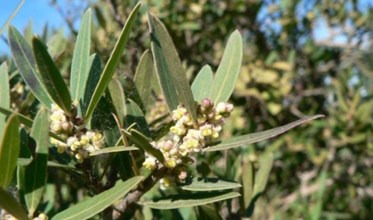 Phillyrea angustifolia (Linné, 1758)