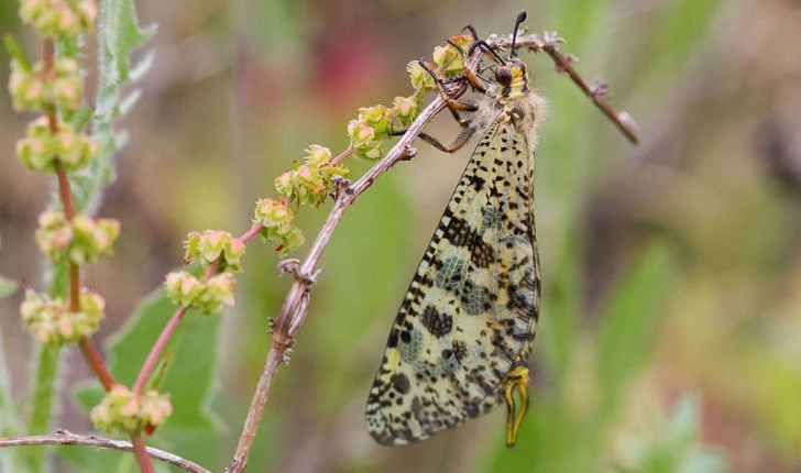 Palpares libelluloides (Linné, 1764)