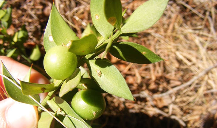 Ruscus aculeatus (Linné, 1753)