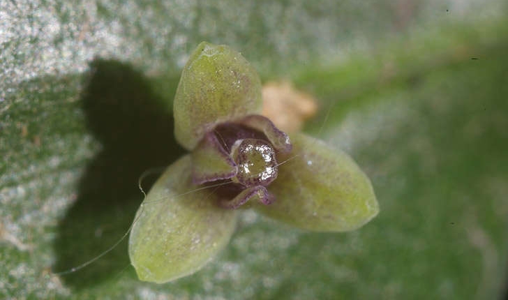 Ruscus aculeatus (Linné, 1753)