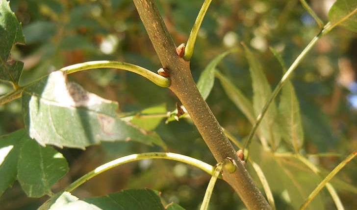 Fraxinus excelsior (Linné, 1753)