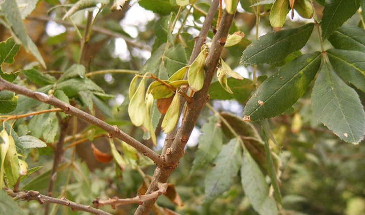 Fraxinus excelsior (Linné, 1753)