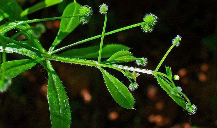 Galium sp (L., 1753)