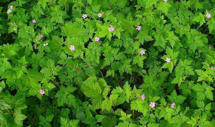 Geranium robertianum (Linné, 1753)