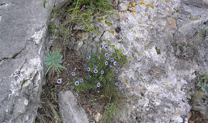 Globularia alypum (Linné, 1753)