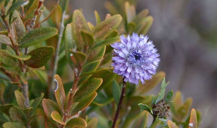 Globularia alypum (Linné, 1753)