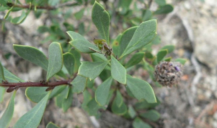 Globularia alypum (Linné, 1753)